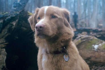 Good Boy