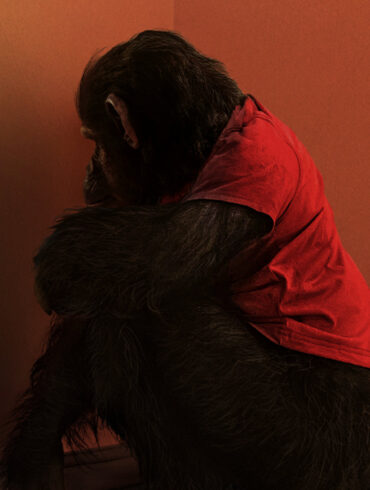 Primate